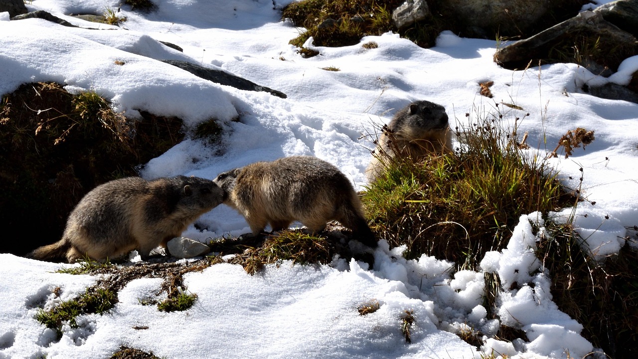 디딤돌 대출 중도상환 수수료